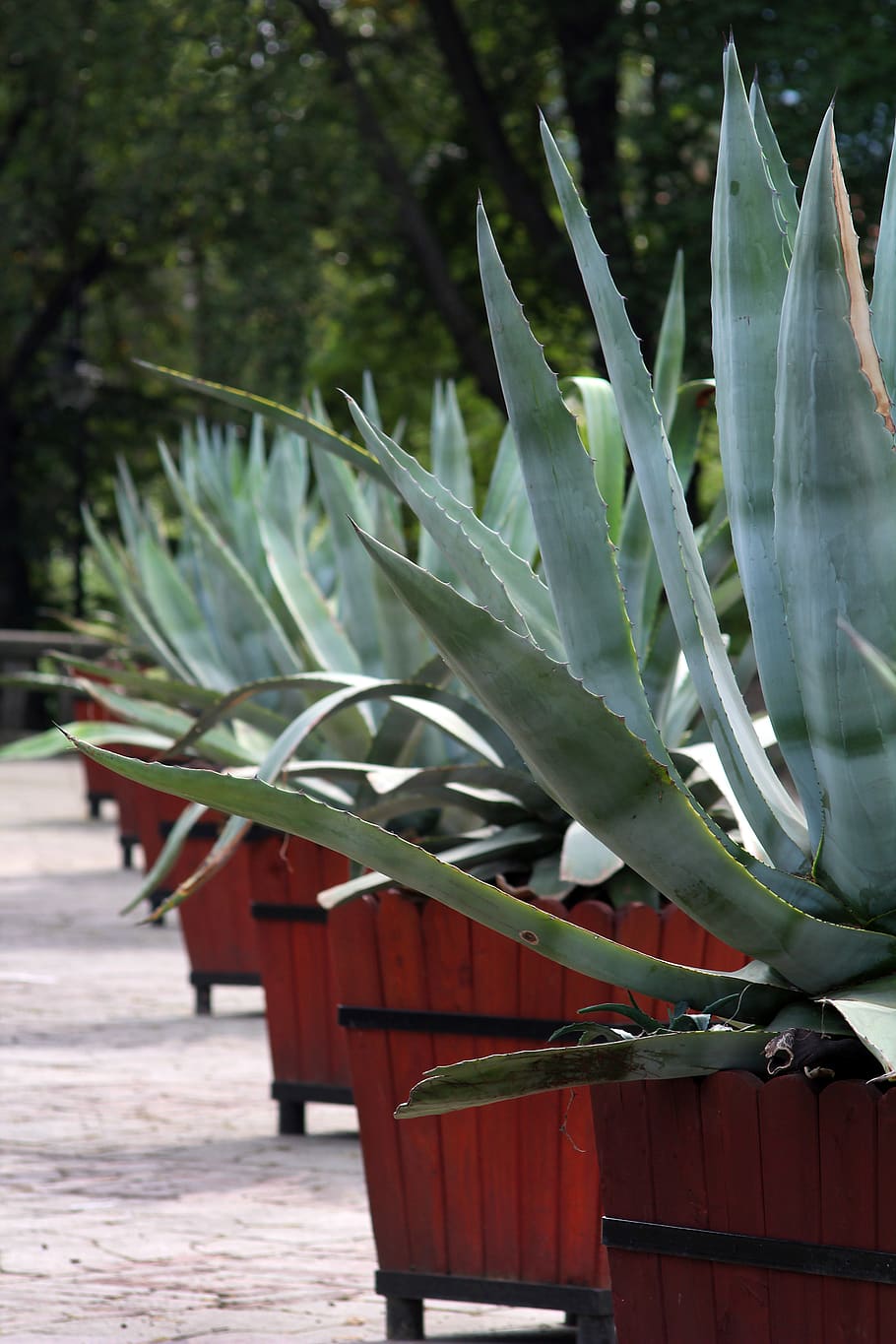 agave, cactus, plant, trellis, barbed, growth, green color, focus on foreground, day, leaf