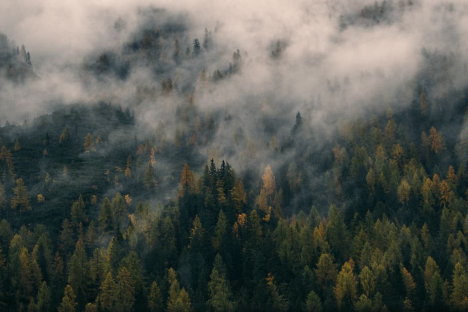 low, forest, rainforest, environment, nature, clouds, pine, wispy, mist, fall