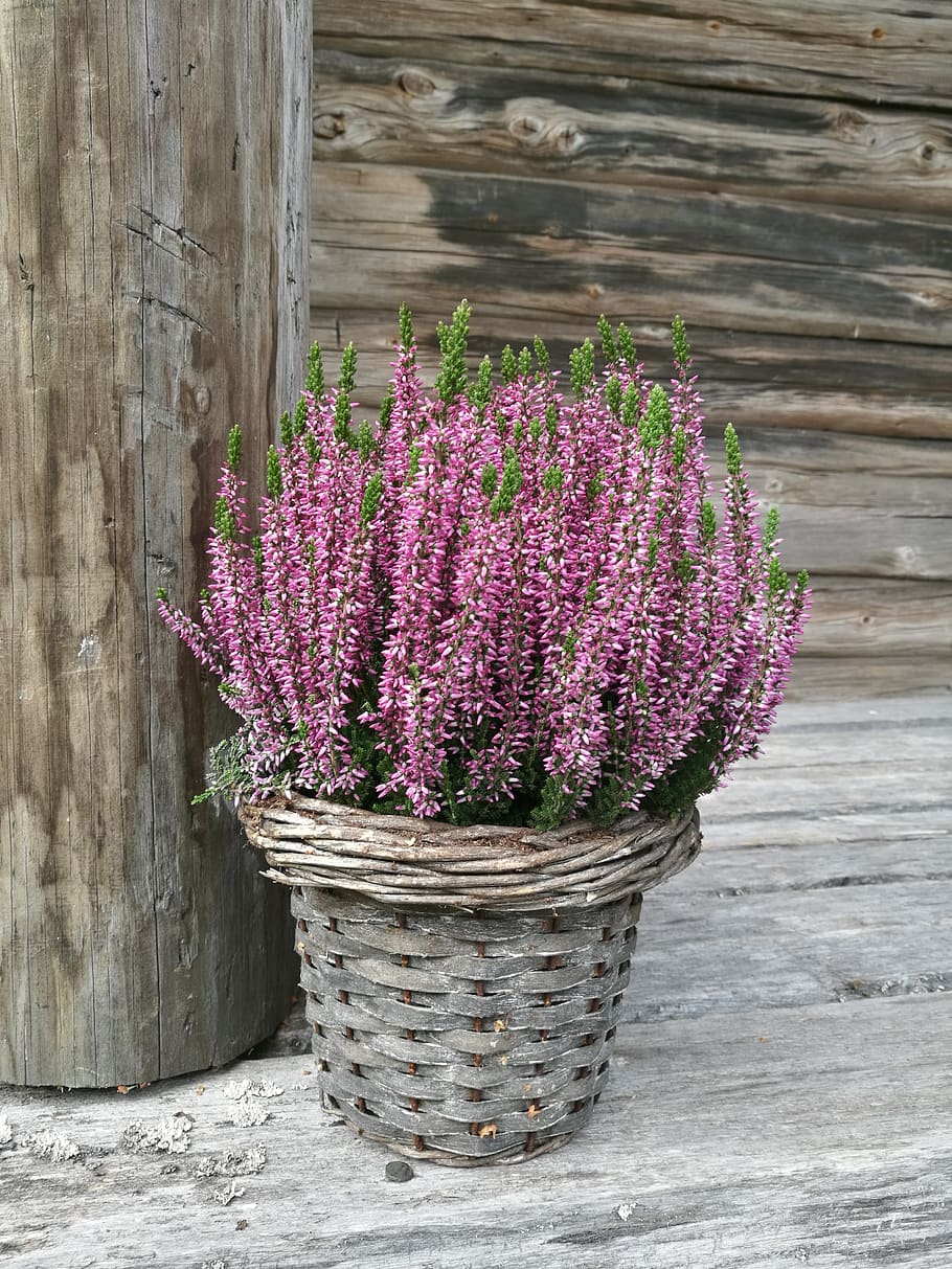 flower, heather, purple, gray, old, flowering plant, plant, freshness, basket, wood - material