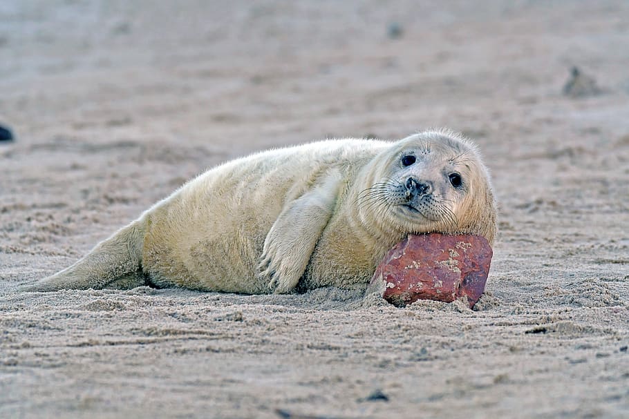 grey seal, seal baby, helgoland, robbe, animal themes, animal, animal wildlife, one animal, mammal, animals in the wild
