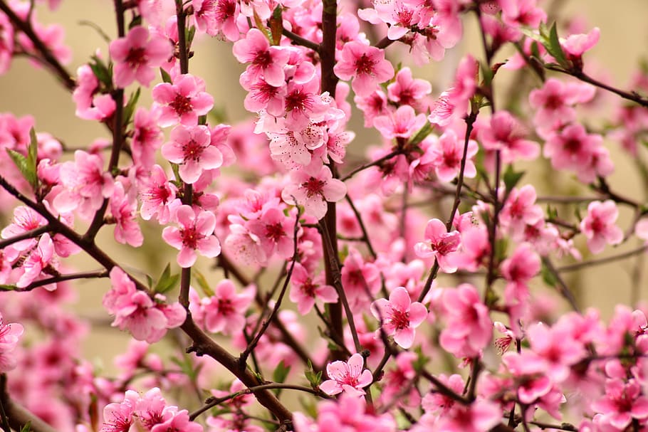 árbol frutal, flores rosadas, primavera, abril, floración, rosa, figura, flores, pétalos, naturaleza
