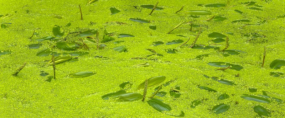 floating fern, aquatic plants, green, pond, water flower, green color, nature, plant, growth, land