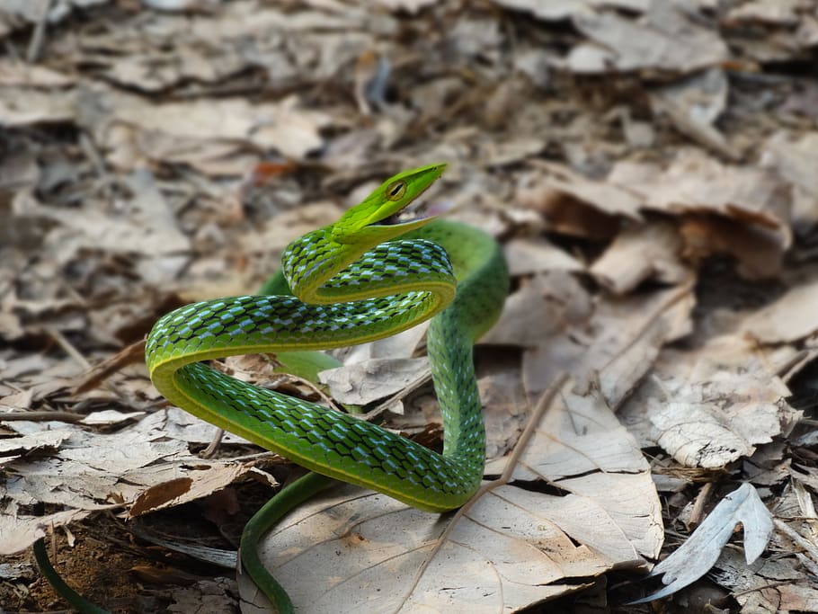 cobra, serpente de videira verde, répteis, ahaetulla nasuta, cobra de nariz comprido, cobra esbelta de árvore verde, cobra verde, folha, parte da planta, cor verde