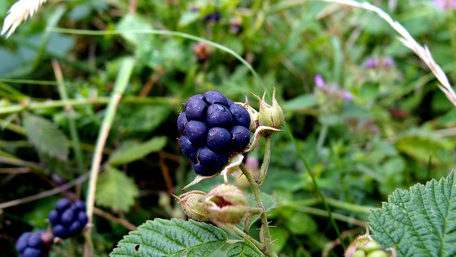plants, blackberry, macro, plant, figure, fruit, thorn, garden, blackberries, summer