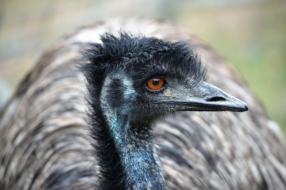 emu, austrália, pássaro, retrato, plumagem, fauna, penas, jardim zoológico, attilly, temas animais