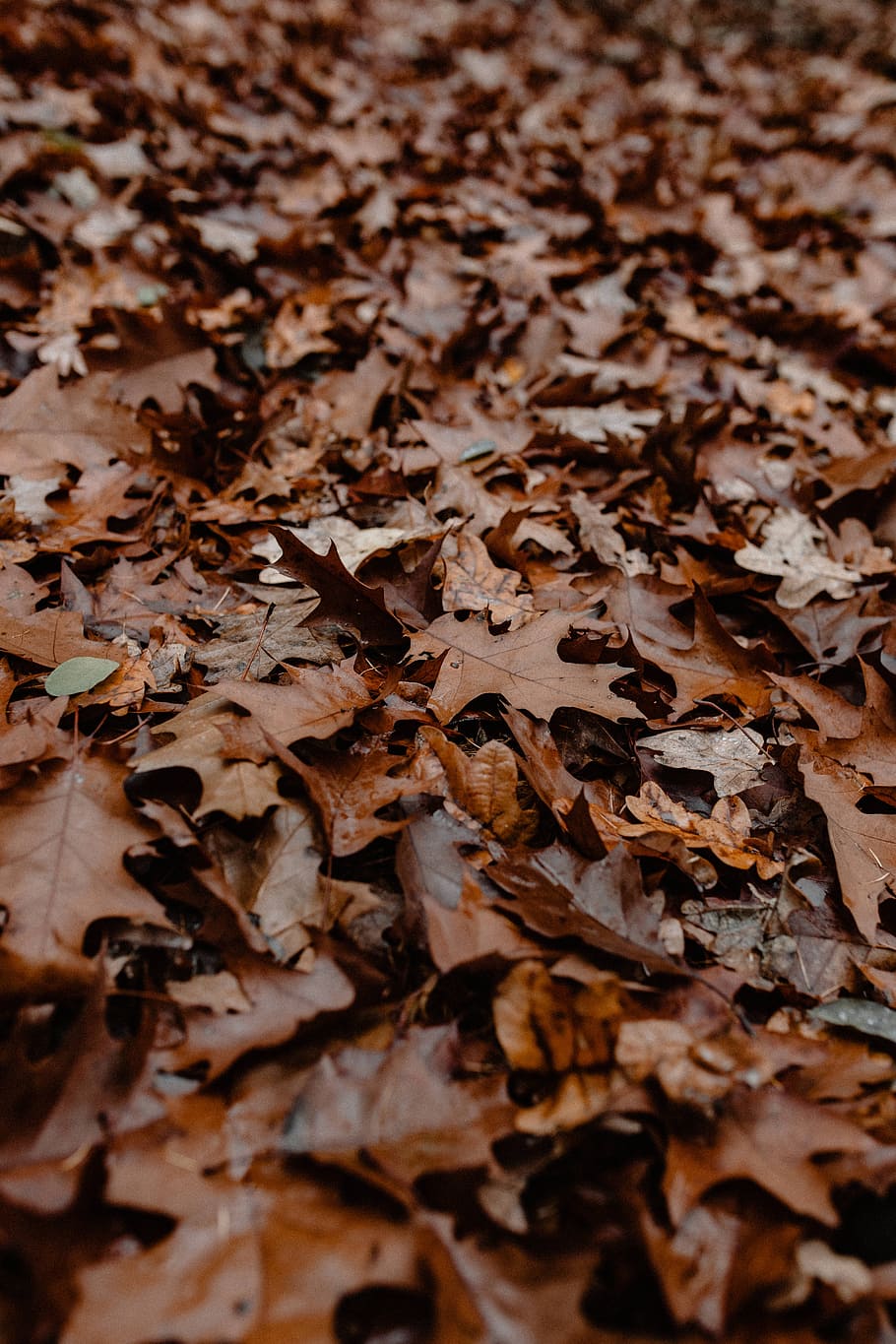 musim gugur, berjalan, hutan, berkabut, cuaca, november, kabut, perubahan, full frame, kelimpahan
