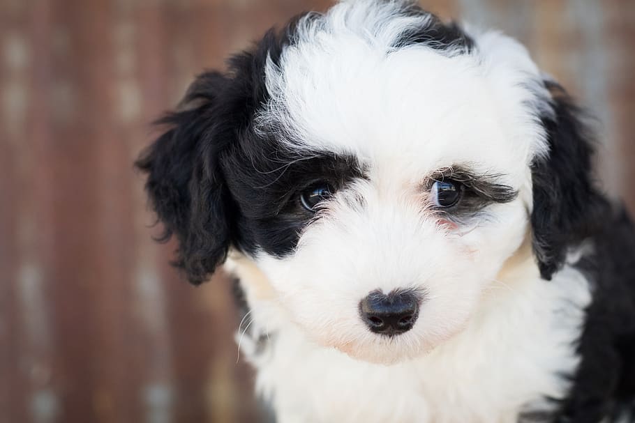 sheepadoodle, dog, puppy, animal, cute, cute animal, adorable, canine, pet,  doggy | Pxfuel