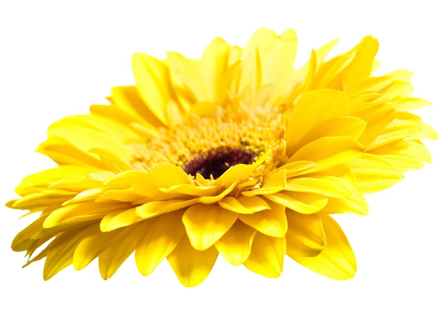 gerbera, flower, background, white, gerber, closeup, isolated, decoration, nobody, natural