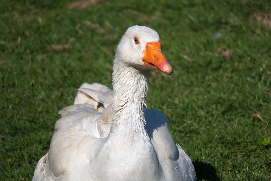 goose, watch, look, suspicious, bill, plumage, agriculture, livestock, bird, poultry