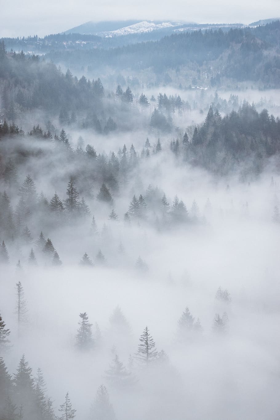aerial, fog, forest, woods, trees, green, mountain, travel, adventure, tranquility