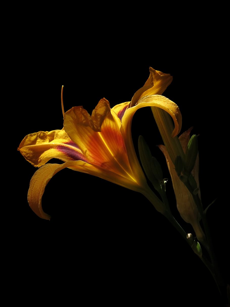 daylily, hemerocallis bonanza, yellow orange, blossom, bloom, flower, edible flowers, edible plant, nature, bright