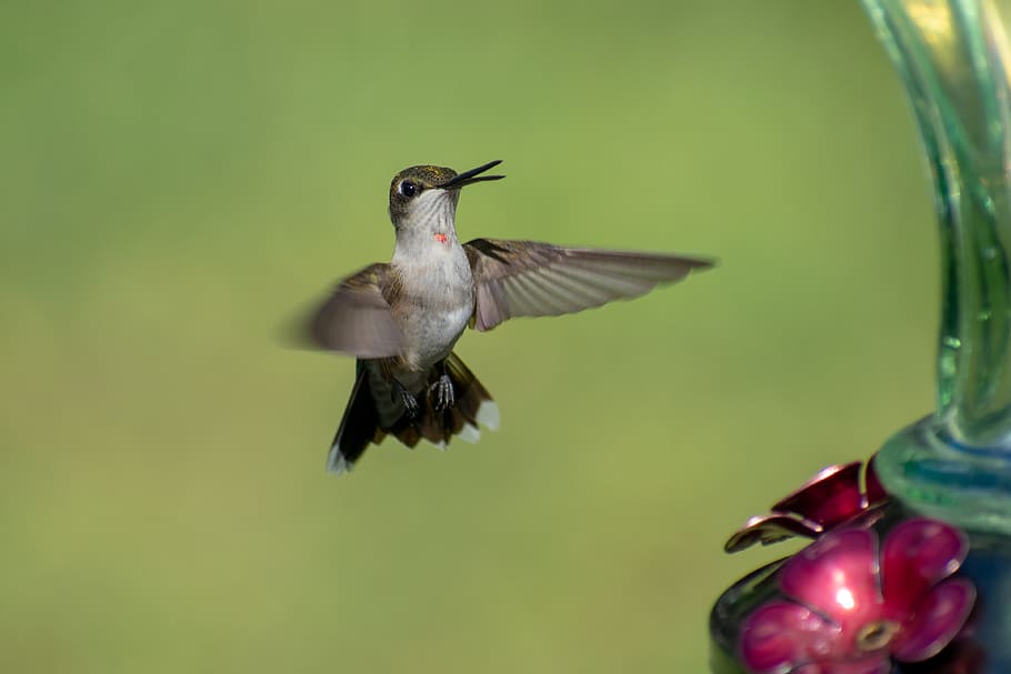 pájaro, naturaleza, colibrí, verde, vida silvestre, ala, pequeño, exótico, pico, mosca