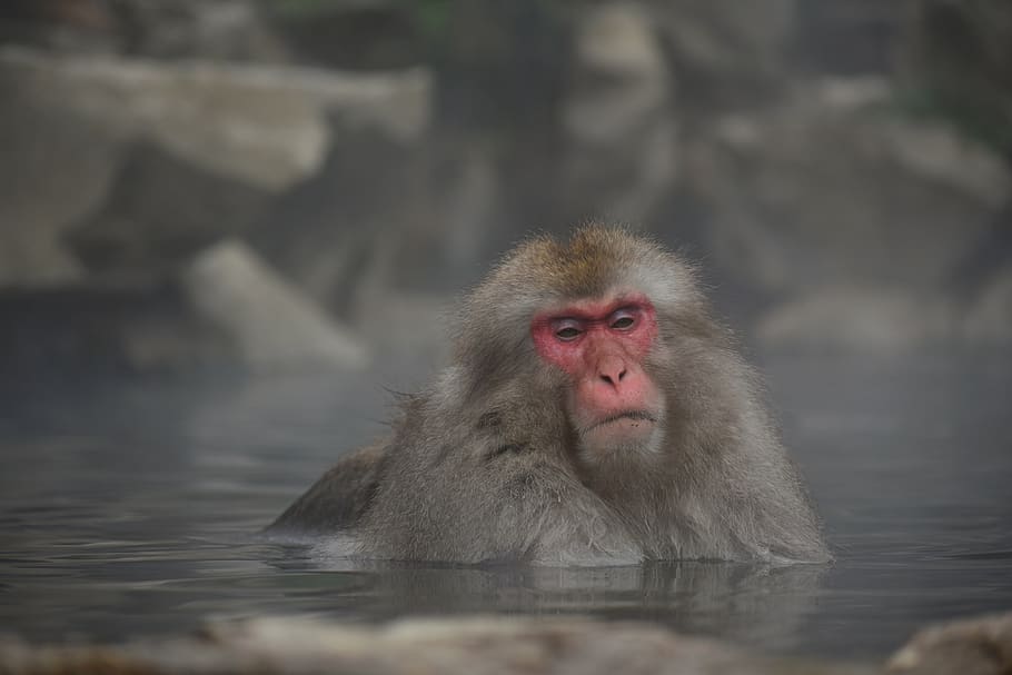 animal, mono, macaco japonés bebé comiendo hojas, mono de nieve, aguas termales, baño al aire libre, baño, el efecto de baño caliente, belleza, balneario