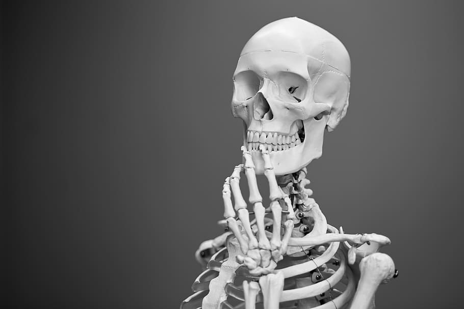 esqueleto, anatomía, huesos, humano, médico, medicina, cuerpo, halloween, muerte, anatómico