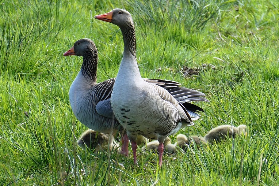 geese, chicks, watch, provide, alert, watchful, spring, bird, goose, animal
