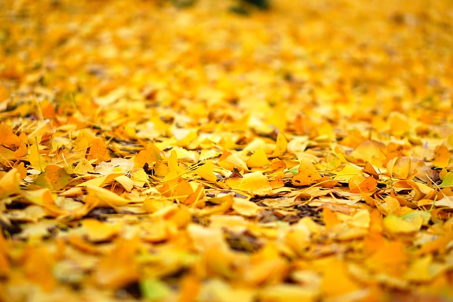 leaf, autumn, natural, plant, wood, yellow, ginkgo tree, landscape, golden, carpet