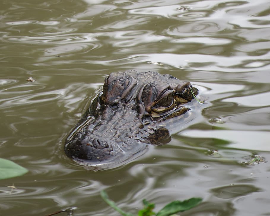 cocodrilo, pantano, agua, reptil, Fauna animal, animales en la naturaleza,  temas de animales, animal, un animal, vertebrado | Pxfuel