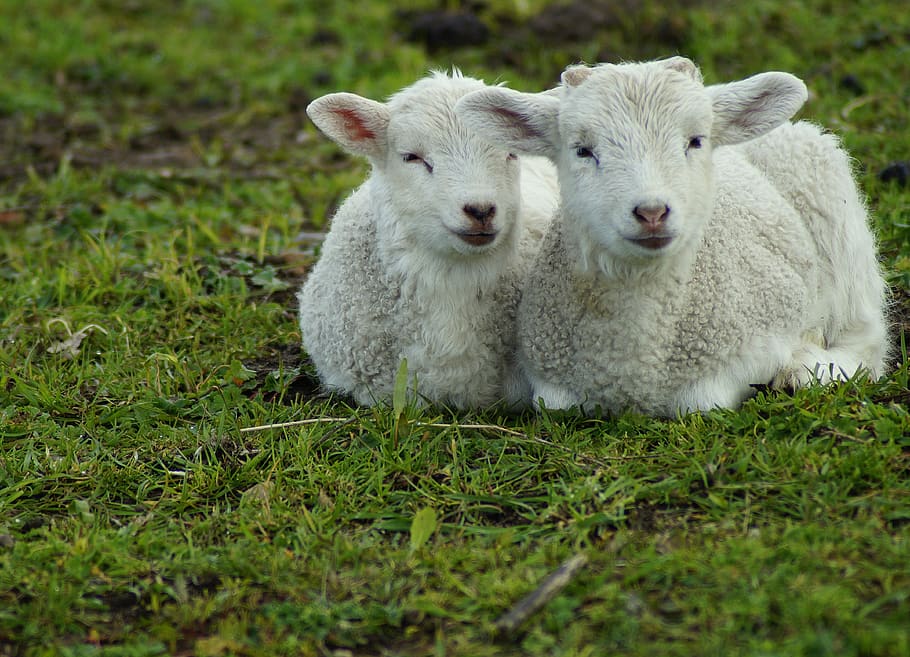 lamb, sweet, passover, easter, cute, little lamb, newborn, young, brothers and sisters, twins
