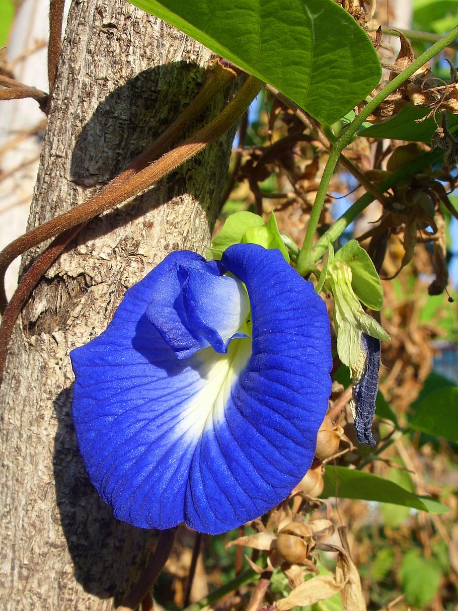 бабочка горох цветок, -, clitorea ternatea, север, таиланд, цветок, растение, синий, лиана, лоза