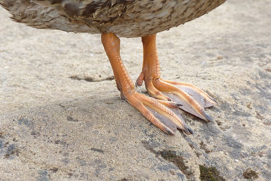 Free download | mallard, duck, feet, nature, webbed, one animal, animal