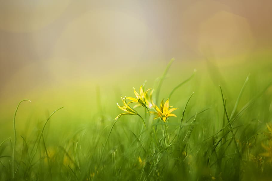 grass, field, nature, summer, spring, flowers, beauty, yellow, green, bright