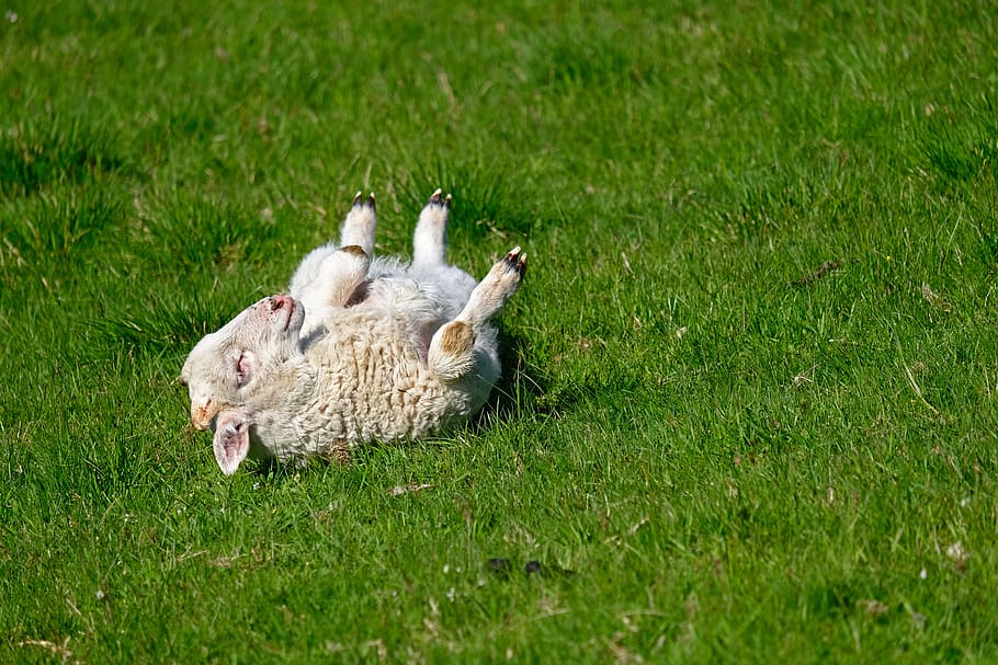 lamb, young animal, play, cute, livestock, easter time, meadow, sweet, animal world, playful