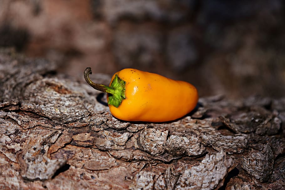 yellow pepper, vegetable, food, nutrition, kalff tuin, healthy eating, food and drink, close-up, plant, nature