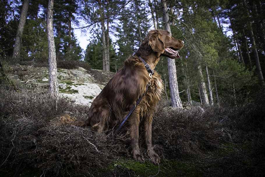irish setter, dog, animals, fur, red, green, forest, pets, setter, hunting dog