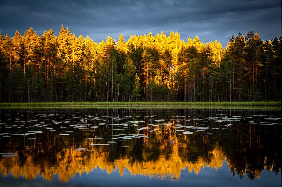 autumn, trees, forest, lake, water, reflection, cloudy, dark, clouds, tree