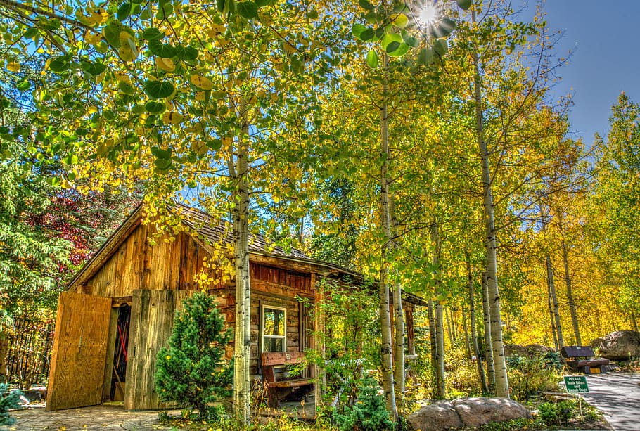 vail, colorado, foliage, log cabin, landscape, usa, travel, scenery, outdoor, forest