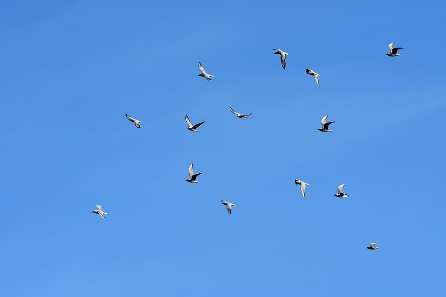 Стая белых голубей в небе фото
