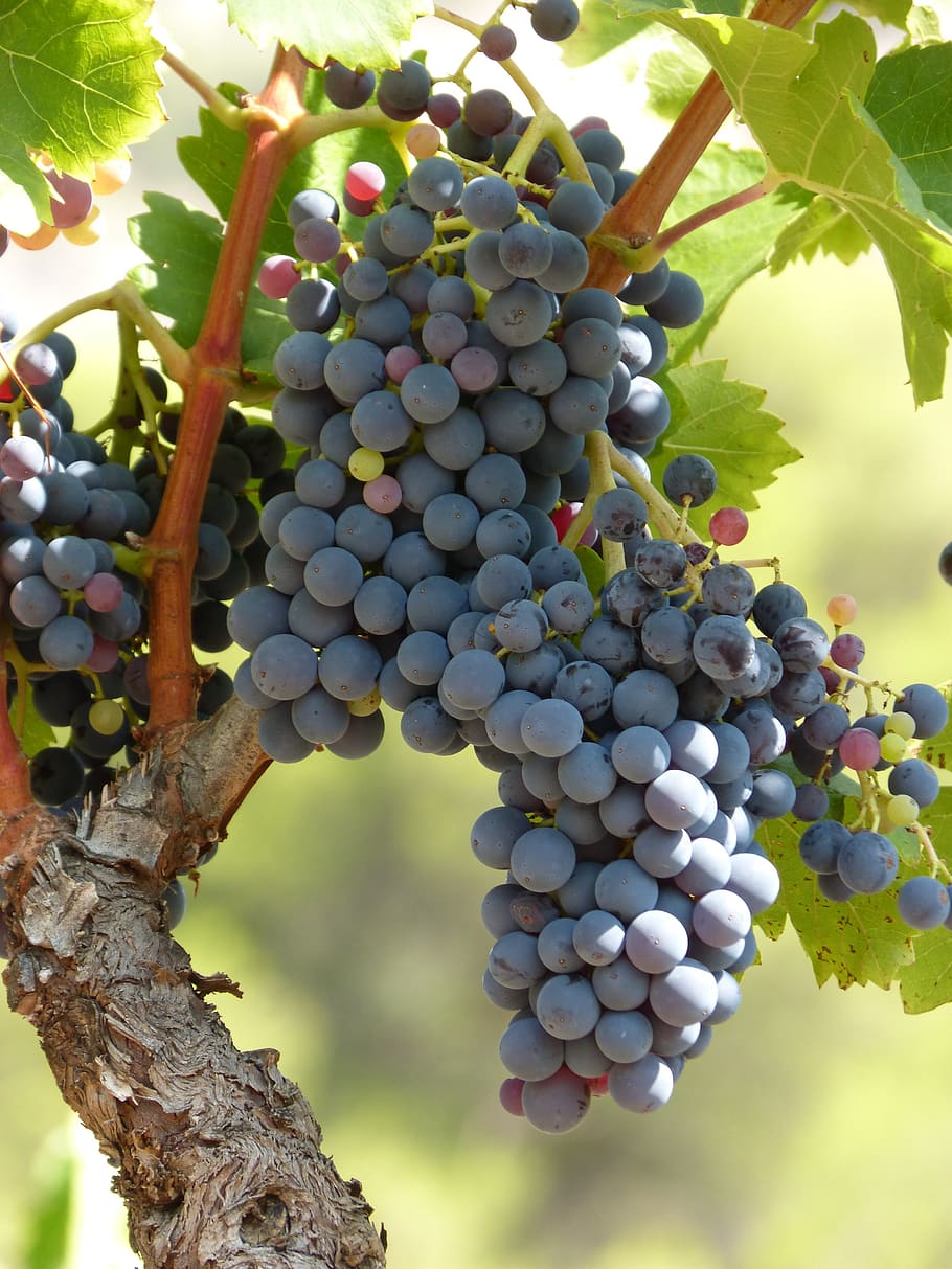 vinhedo, videira, tensão, uva, uva preta, viticultura, priorat, fruta, comida e bebida, comida