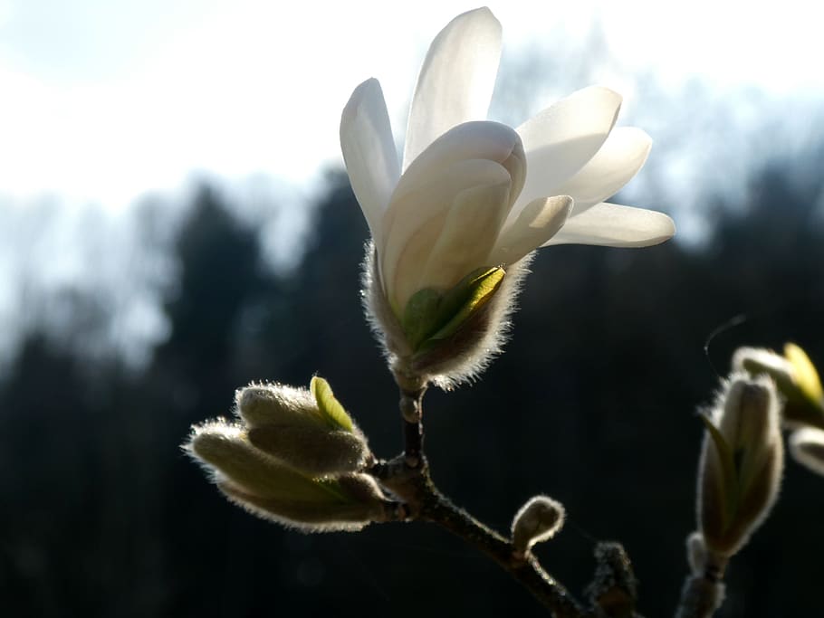 Magnolia, flor, primavera, planta, blanco, rama, brote, árbol, floración, flor de magnolia