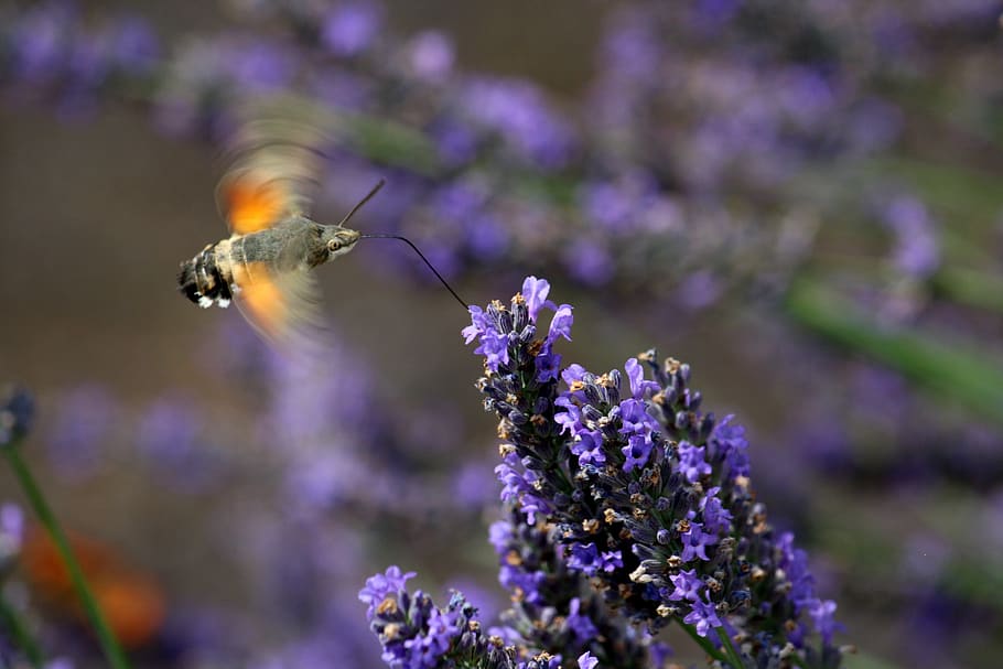 ngengat burung kolibri, lavender, stand-up flight, nektar, isap, bunga, tanaman berbunga, hewan di alam liar, hewan satwa liar, tema hewan