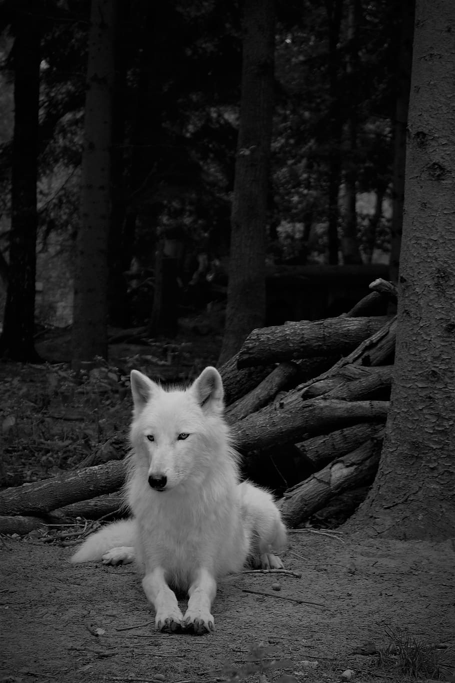 lobo, lobo branco, mamífero, natureza, mundo animal, misterioso, foto, selvagem, bonito, natural