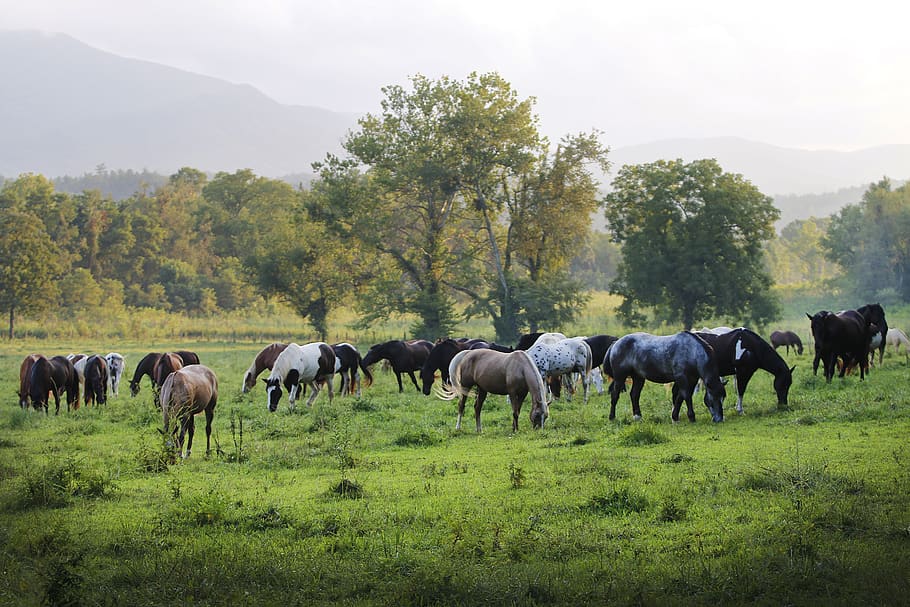 horse, horses, broncos, field, outdoor, galopping, landscape, stallion, pasture, equestrian