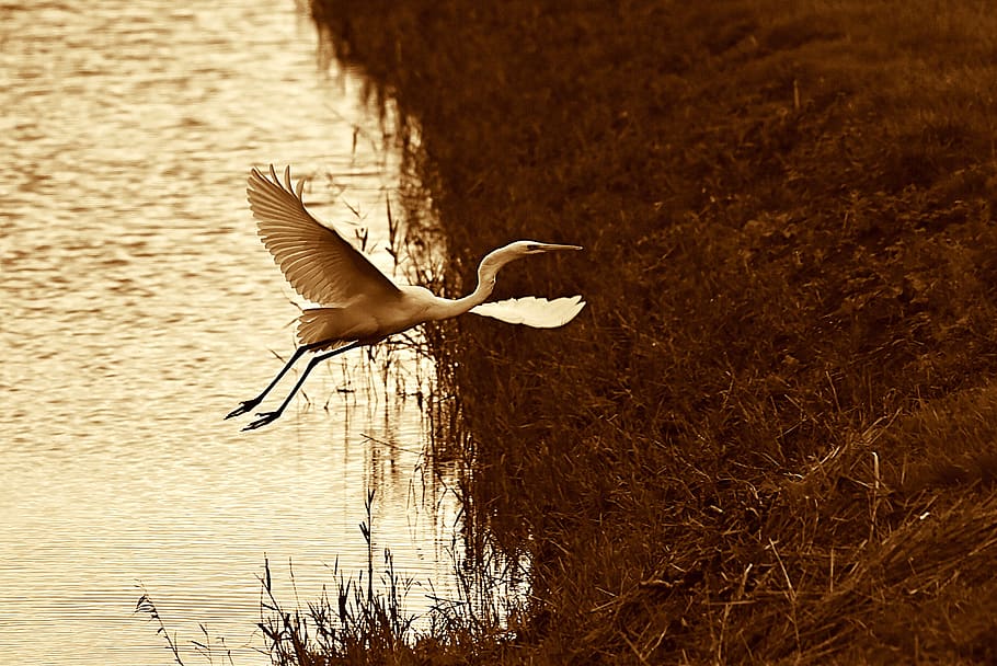 white heron, wading bird, flight, taking to wing, wings, feathers, water, canal, banks, bird