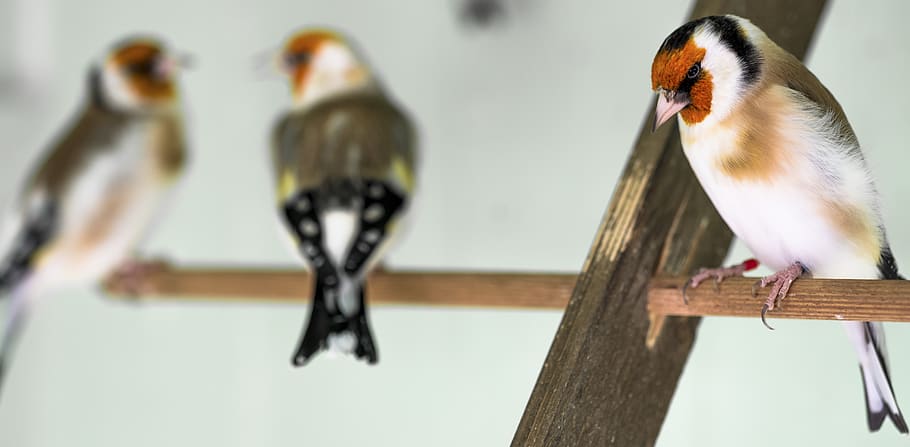 goldfinch, bird, relationship, animal, wings, beak, nature, colorful, plumage, male