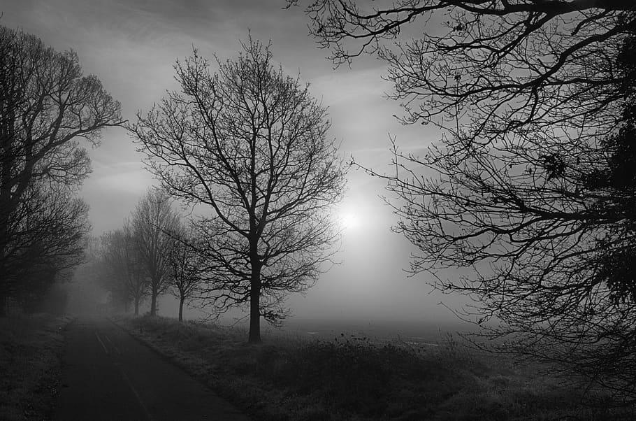 trees, misty, fog, scary, foggy, landscape, mystery, scene, spooky, mist
