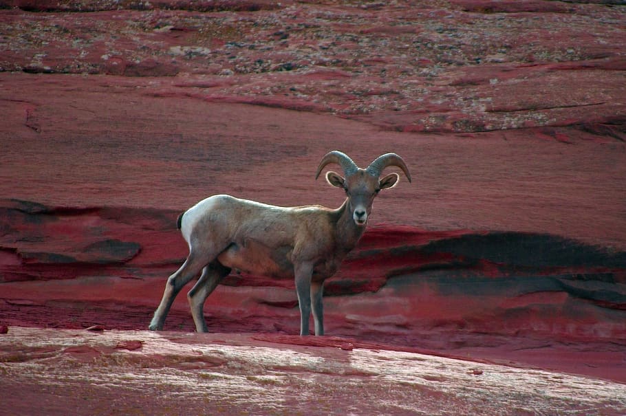young desert bighorn ram, bighorn, sheep, colorado, national, monument, nature, wildlife, horns, wild