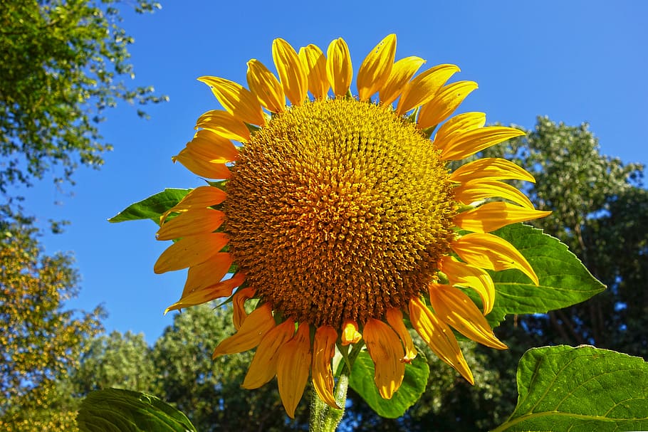 sunflower, flower, plant, helianthus, common, tall, annual, perennial, symmetry, seed