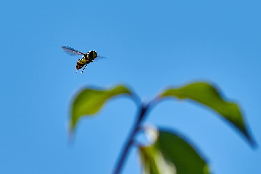 Полет насекомых. Летающие листья. Летучие листики. Листы Fly. Flying Leaf go to the ground.