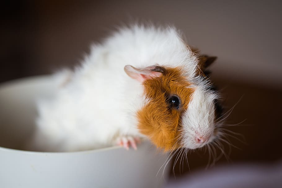 guinea pig, pet, nager, scorpionfish, rodent, rosette, mammal, animal themes, one animal, pets