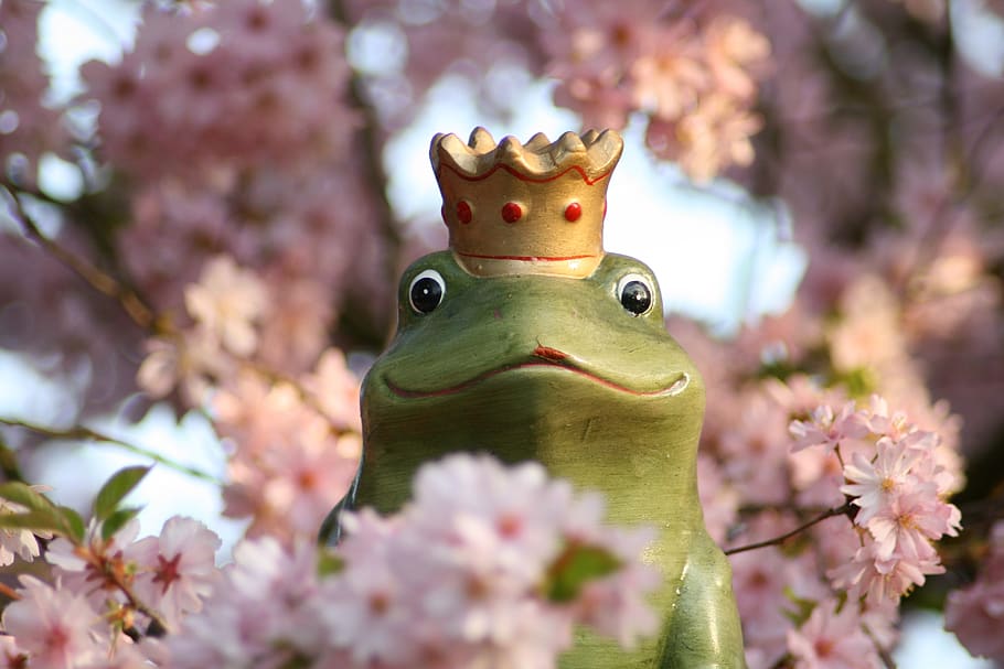 frog, flowers, tree, crown, frog prince, green, kiss, prince, love, cherry blossom