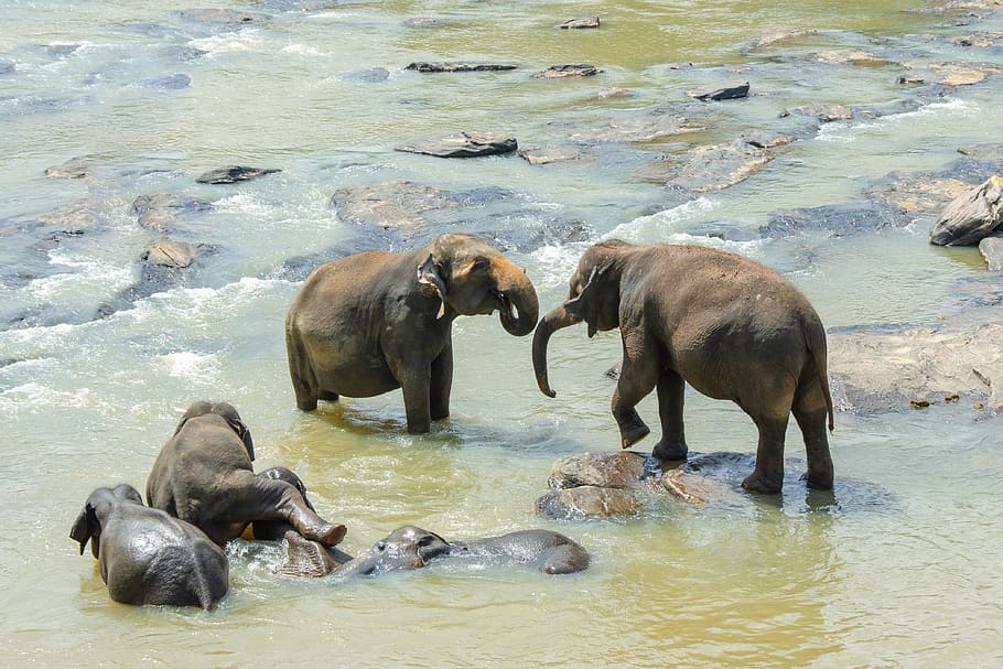 sri lankan elephant, elephant, asian, wildlife, endangered, animal, mammal, sri lanka, swimming, bathing