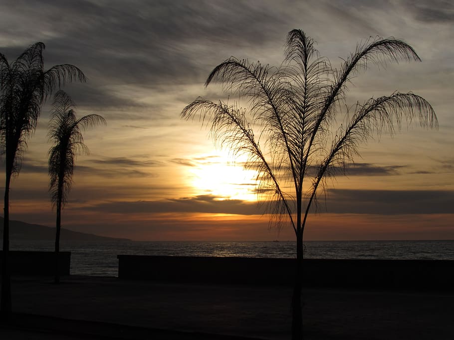 sunset, palm, sea front, algeria, against day, promenade, coastline, sky, water, scenics - nature