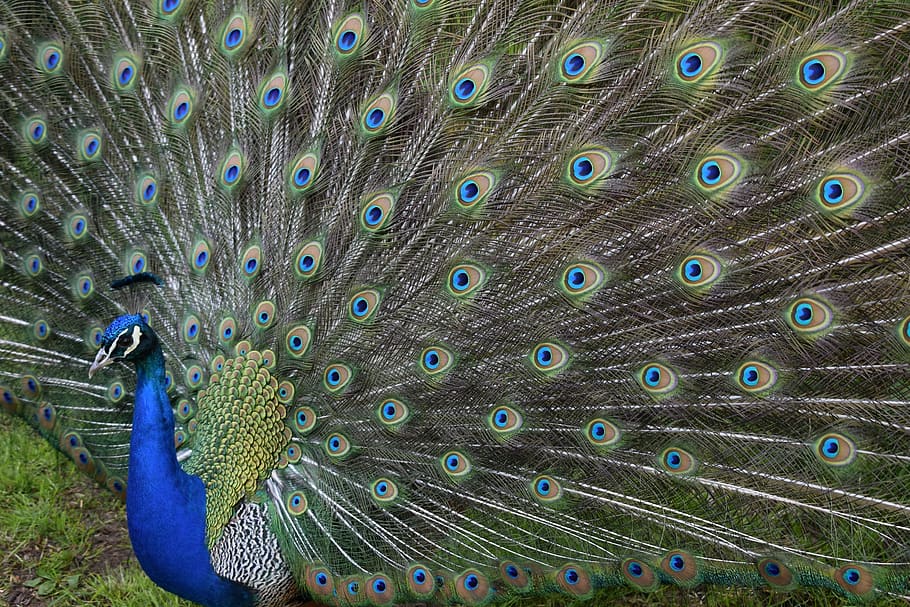 pavo real, de cerca, plumaje, pájaro, cabeza, cola, cola de milano, vibrante, exótico, tropical