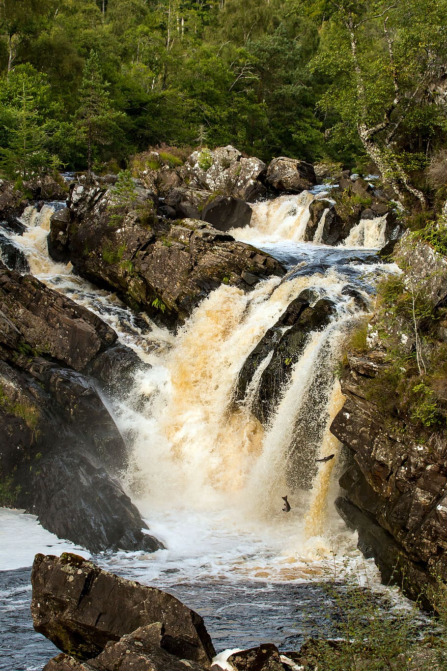 scotland, salmon, rogie falls, waterfall, salmon migration, water, tree, flowing water, beauty in nature, rock