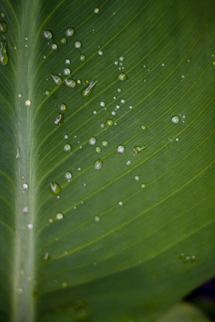 water, droplets, leaf, wet, damp, moist, rain, h20, plant, nature