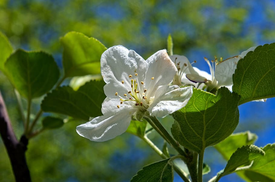 Ozark Spring Apple Flowers, flor, primavera, bloom, rama, árbol, rosa, blanco, naturaleza, flores